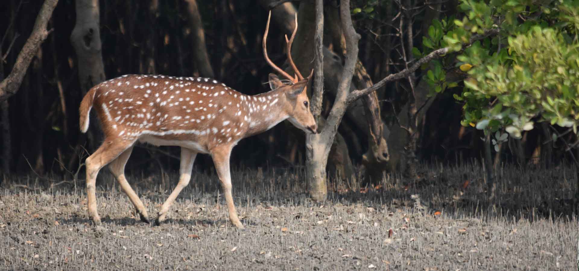 Sundarban Baidya Travels - 2