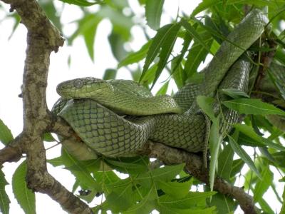 sundarban baidya travels