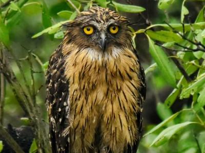 sundarban baidya travels
