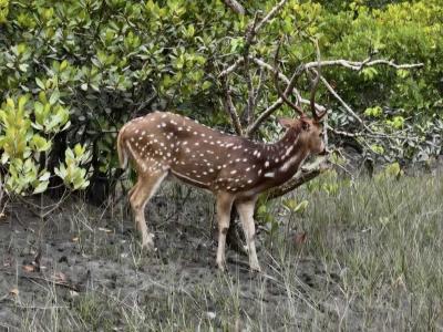 sundarban baidya travels