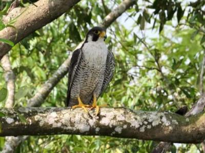 sundarban baidya travels
