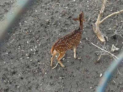 sundarban baidya travels
