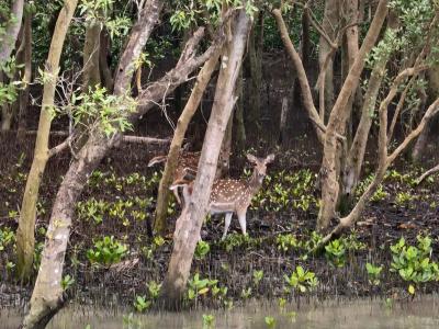 sundarban baidya travels