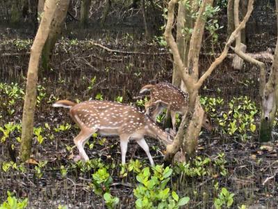 sundarban baidya travels
